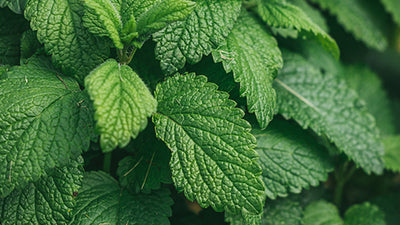 Peppermint: 5 Things You May Not Know