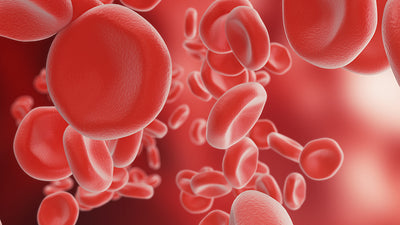 Red blood cell formation & Iron deficiency